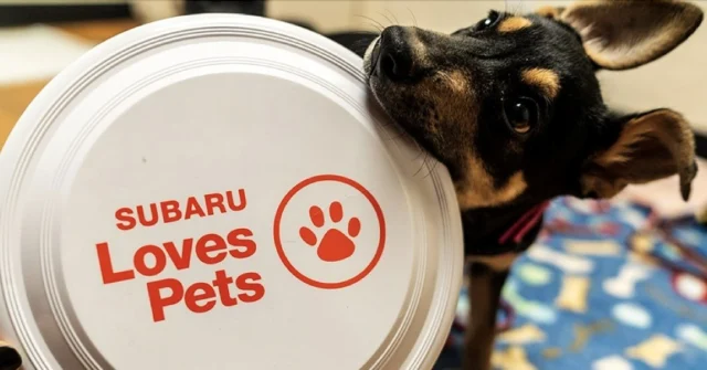 New York Auto Show goes FOR the dogs 🐶🚗
Stop by the Subaru Loves Pets area to meet rescue pups and learn about the impact of companion dogs.

April 3–12, 2026 | Javits Center, NYC
Get your tickets now at www.autoshowny.com/
#NYIAS #AutoShowNY #SubaruLovesPets